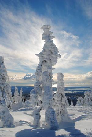 Rừng cây bị đông cứng bởi băng tuyết tạo thành những hình dáng kỳ quái trên núi Seymour, British Columbia.