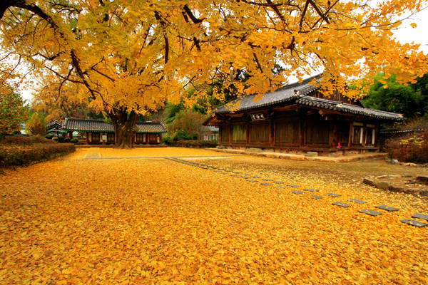 Làng văn hoá dân tộc Jeonju ngập sắc vàng vào mùa thu. Ảnh: Antiquealive.com