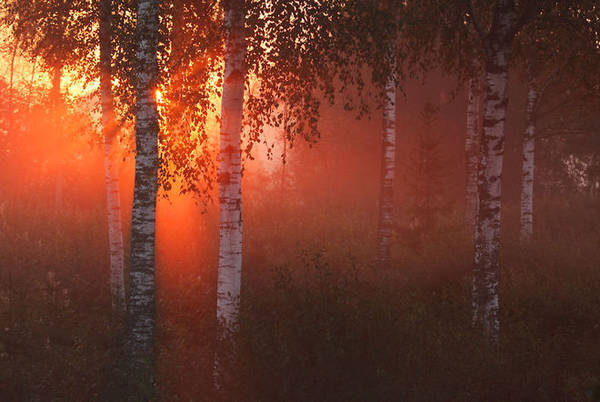 Rừng bạch dương đón nắng mai ở khu bảo tồn thiên nhiên Lower-Pedja, Estonia.