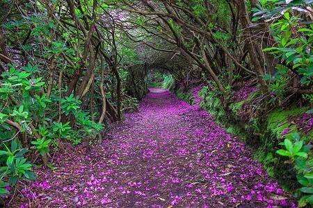 “Con đường đỗ quyên” trong công viên Reenagross, thị trấn Kenmare, Ireland.