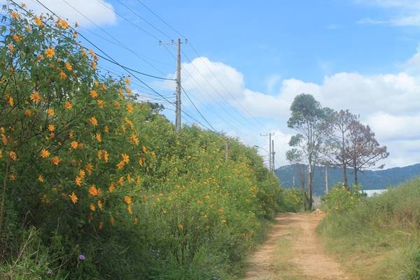 Đoạn đường lên núi Lang Biang dã quỳ cũng đã nở rộ, tuy nhiên năm nay khá ít, hai bên đường chỉ còn vài vạt hoa nở, chỉ còn lại một số đoạn đường mòn đất đỏ gần đó mới nhiều. Bạn cần chạy xe vào từng ngóc ngách đường nhỏ để tìm những bức hình đẹp.