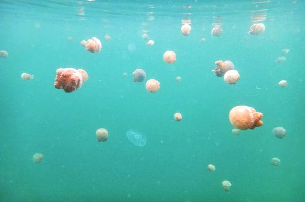 Một “đặc sản” nổi bật ở hòn đảo này là lặn biển và nhìn ngắm các loài sứa nhiều màu sắc. 