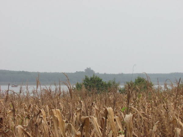 Một rẫy bắp đã thu hoạch ven hồ Đá Bàng - Ảnh: N.T.Đăng