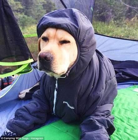 Tài khoản @t_downeyiii đăng tải bức ảnh chú chó được ủ ấm trong chiếc áo khoác trong một chuyến dã ngoại.