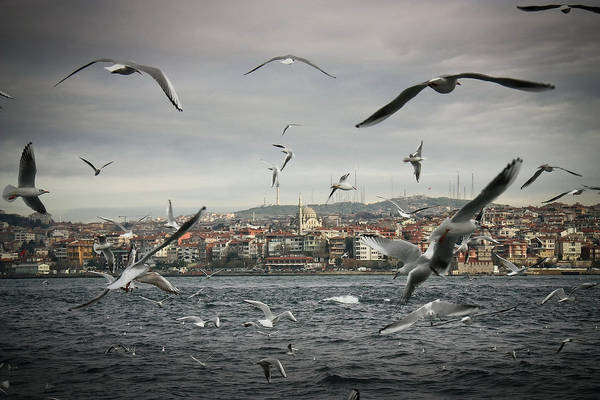 Những loài chim biển cũng mang đến một nét đẹp khác biệt cho Istanbul. 