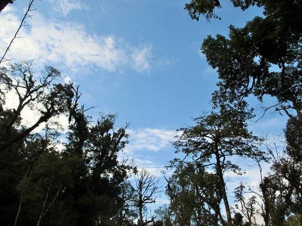 Khi những cơn mưa đã ngớt, du khách dừng chân thảnh thơi ngắm bầu trời trong xanh trên những hàng cây cao ngút ngàn.