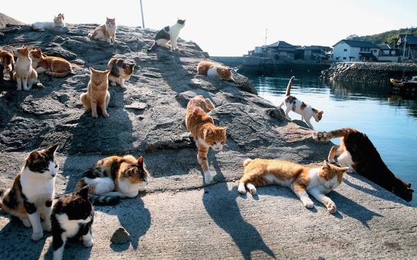 Đảo Tashirojima hay còn gọi là đảo Mèo, là một hòn đảo nhỏ thuộc tỉnh Miyagi, Nhật Bản.