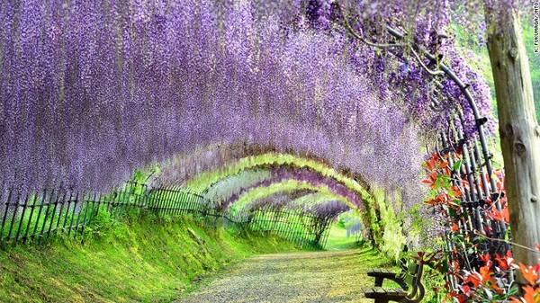 Kyushu, Nhật Bản: Nằm ở phía tây nam Nhật Bản, đảo Kyushu có vườn Kawachi Fuji nổi tiếng với dàn hoa tử đằng tuyệt đẹp. Artisans of Leisure cung cấp tour mới cho năm 2016, với các điểm tham quan nổi bật của đảo như Fukuoka, Nagasaki, Kumamoto, Yufuin và Beppu.