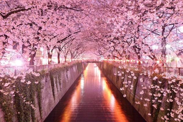 Mùa hoa anh đào ở sông Meguri, Tokyo. 