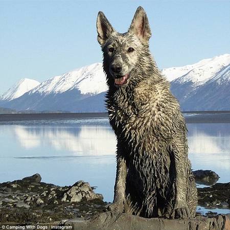 @jmockli mô tả chú chó của mình là "Lấm bùn nhưng vô cùng hạnh phúc".