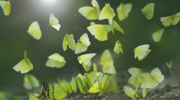 Vòng đời của bướm khá ngắn ngủi. Thời gian từ khi thoát kén đến lúc nở ra thành những chú bướm xinh đẹp chỉ vỏn vẹn khoảng 2 tuần. Ảnh: ArTuan.