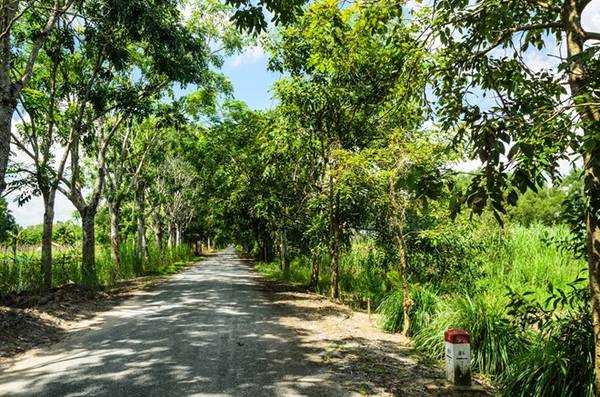 Rừng quốc gia cách thành phố Rạch Giá, tỉnh Kiên Giang hơn 60 km về phía nam. Đường vào rừng rợp bóng cây mát mẻ, mang đặc trưng của miền Tây.