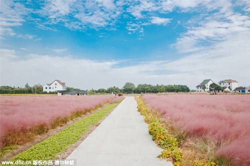 Vào mùa thu, từ khoảng tháng 9 đến tháng 11, lá của loài cỏ này sẽ chuyển sang màu hồng đẹp mắt, tạo nên khung cảnh thơ mộng đẹp như mơ.