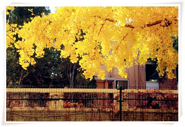 Nếu tới Bắc Kinh vào mùa thu, bạn có thể tới thăm một số địa điểm có nhiều Ngân hạnh lá vàng và cây Phong lá đỏ để cảm nhận vẻ đẹp kiêu sa của nàng thu xứ Bắc. Ảnh: Sina