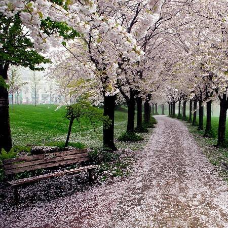 Con đường mùa xuân ở công viên Spencer Smith, thành phố Burlington, tỉnh Ontario, Canada.
