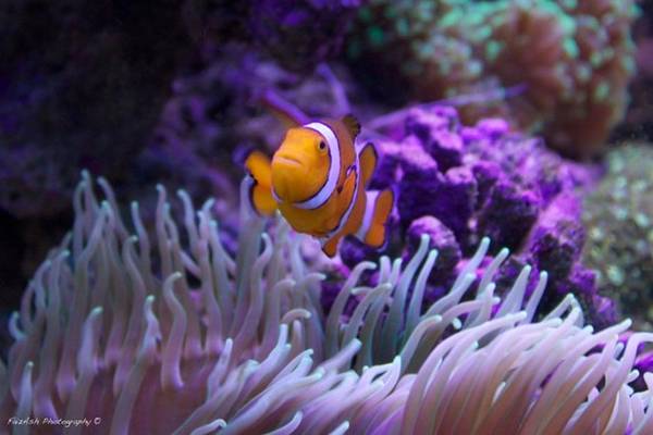 Rặng san hô Great Barrier Reef, Australia là bối cảnh mở màn của phim Finding Nemo (Đi tìm Nemo)