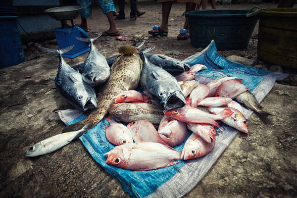 Thưởng thức hải sản ở Sabang: Ngoài là cổng chính để vào Vườn quốc gia sông ngầm Puerto Princesa, ngôi làng nhỏ Sabang còn là nơi bạn có thể thưởng thức nhiều món hải sản tươi ngon.