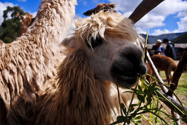 Du lich Peru - Không thể phủ nhận rằng cừu là một loài động vật thân thiện nhất trên thế giới, và bạn sẽ bắt gặp rất nhiều cừu ở Peru.