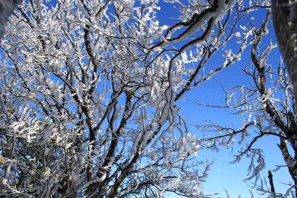 Những cành cây khẳng khiu phủ đầy băng tuyết trắng xóa ở Phia Oắc. Ảnh: Hoàng Dung