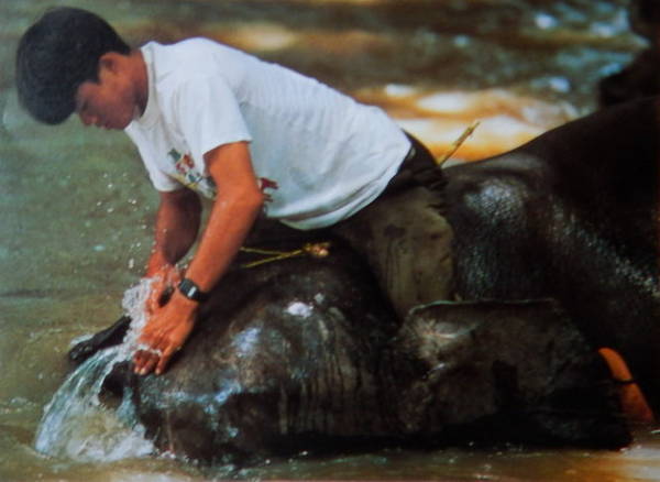 Nài voi tắm rửa cho voi trên sông Sêrêpok - Ảnh: Niimura Yoko