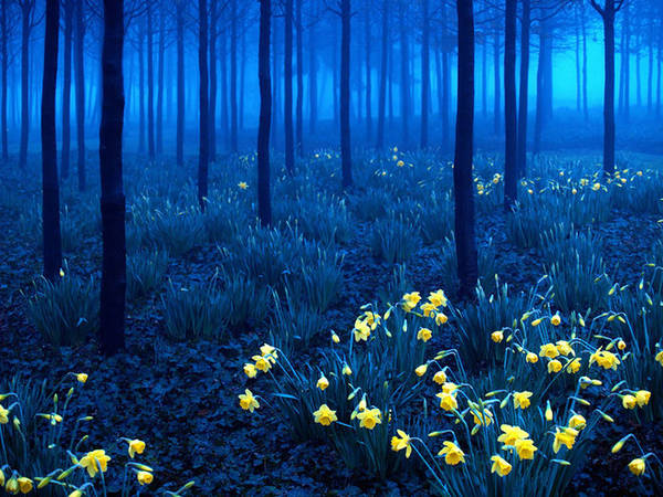 Khu rừng được trải thảm hoa thủy tiên vàng ở North Greenwich, London, Anh.