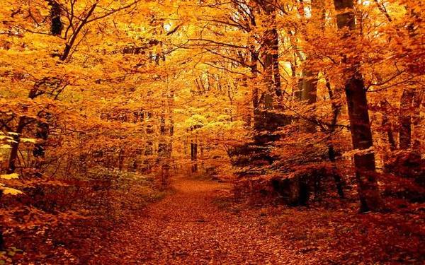Màu vàng cam sáng rực của khu rừng ở Latvia mùa lá rụng.