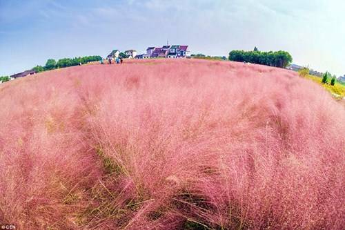 Đây là khung cảnh cánh đồng cỏ màu hồng nằm sát quốc lộ Zhulu ở Thượng Hải (Trung Quốc).