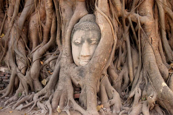 Một trong những hình ảnh mọi người nhớ nhất ở Ayutthaya.