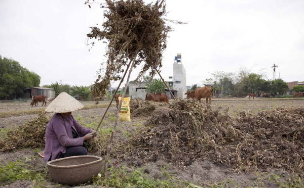 Người phụ nữ tuốt đậu phộng trên ruộng - Ảnh: Trân Duy