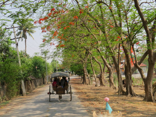 Xe ngựa là phương tiện đi lại chủ yếu ở cố đô Inwa (Mandalay).