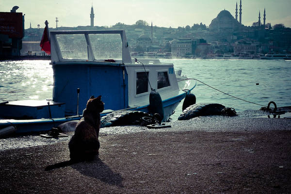Istanbul cũng là nơi sinh sống của những chú mèo đi lạc dễ thương. 