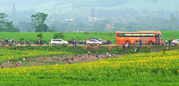Có diện tích lên đến 60 ha, ngay từ đầu đường Hồ Chí Minh địa phận tỉnh Nghệ An, du khách đã có thể chiêm ngưỡng một phần cánh đồng hoa rộng mênh mông.