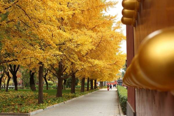  Sang cuối tháng 9, đầu tháng 10, mùa thu Bắc Kinh sẽ vàng nhất và quyến rũ nhất. Ảnh: Baike.