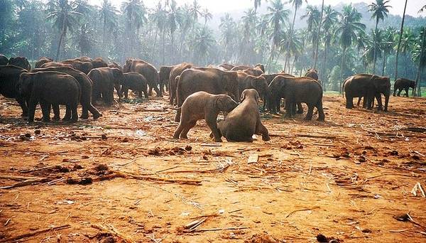 Trại nuôi voi Pinnawela là nơi nuôi dưỡng những chú voi con lạc bầy và bị bệnh nặng ở Sri Lanka. Ảnh: Globalgrasshopper.com
