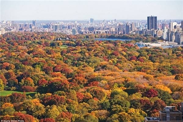 Mùa thu nhuộm công viên Central ở New York thành những mảng màu tuyệt đẹp.