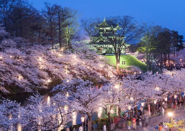 Mùa hoa chỉ kéo dài khoảng 2 tuần, sau đó những cánh hoa rụng xuống phủ kín mặt đất như một lớp tuyết hồng. Những điểm tổ chức tiệc ngắm hoa anh đào nổi tiếng ở Nhật là công viên Hirosaki, di tích lâu đài Takato và Yoshinoyama. Ảnh: Japanculturereview.