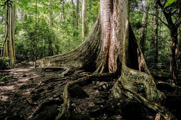 Một cây tung khổng lồ 400 năm tuổi với rễ cây như những bức tường thành sừng sững giữa rừng khiến chúng tôi cảm nhận được sự nhỏ bé của mình trước sự hùng vĩ và đầy sức sống của mẹ thiên nhiên. Ảnh toàn cảnh cây tung.