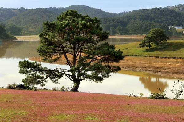 Cỏ hồng còn mọc ven bờ suối Vàng, tạo thành thảm hồng điểm tô trên sắc xanh đồi núi.