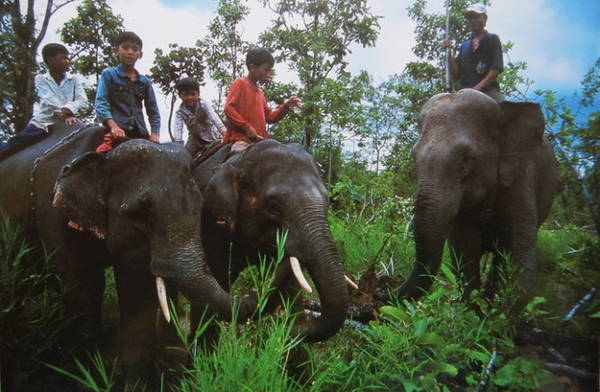 Hai chú voi con Thoong Khăm và Thoong Ngân cùng mẹ nuôi là Y Kung (góc phải) lên nương để làm sạch cỏ, cây dại - Ảnh: Niiimura Yoko