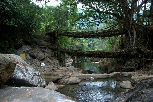 15. Người dân ở làng Meghalaya, Ấn Độ, tạo những cây cầu đặc biệt bắc qua sông suối bằng cách bện rễ cây đa dai quanh thân cau hoặc tre. Một số cây cầu ở đây có thể đã tồn tại hơn 500 năm. Ảnh: Vinayak Hegde