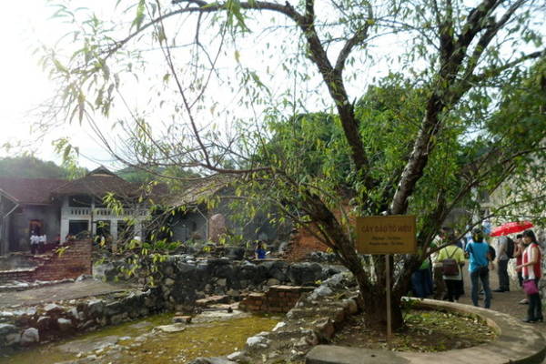 Cây đào Tô Hiệu trong nhà tù Sơn La - Ảnh: V.N.A.