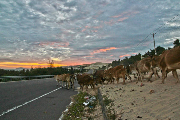 Trên đường đến Bàu Trắng bạn cũng có thể sẽ gặp những đàn bò đi tắt ngang đường. Ảnh: Alexinwanderland.com