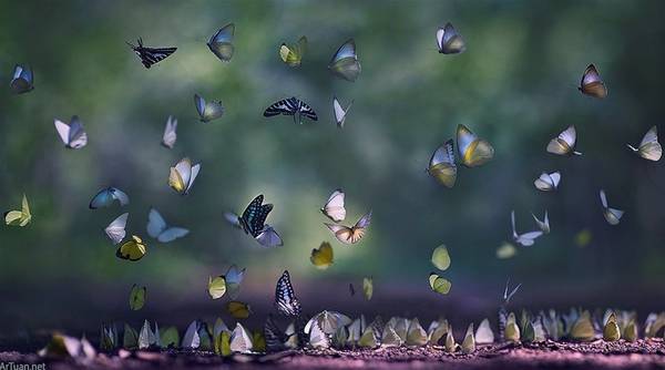 Đặc biệt, nếu đến rừng Nam Cát Tiên vào đầu mùa mưa, du khách sẽ bị hớp hồn bởi những cánh bướm mỏng manh, quyến rũ, bay nhảy khắp không gian. Ảnh: ArTuan.