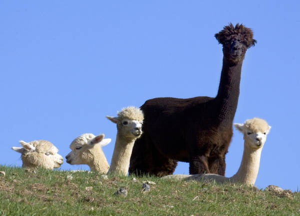 Du lich Peru - Peru cũng có nhiều loài lạc đà Alpacas, một loài động vật từng được sử dụng bởi người Inca.