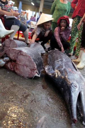 Chợ cá Hàm Tử có nhiều chủng loại như cá thu, lồ ồ, cá hồng, cá mú…