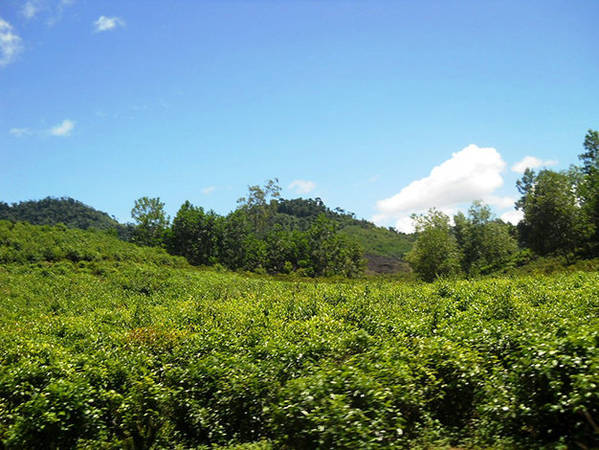 Những vườn chè trải rộng, xanh mướt trên đường về Tây Giang - Ảnh: Thanh Ly