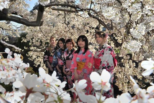 Các thiếu nữ e ấp trong bộ trang phục Kimono truyền thống tham gia vào lễ hội. Ảnh: odt.co.nz