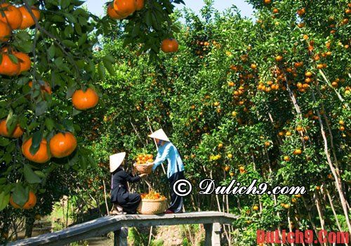 Hướng dẫn du lịch Cần Thơ - Các khu miệt vườn, cây ăn quả: Địa điểm du lịch nổi tiếng ở Cần Thơ