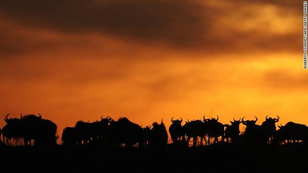 2. Khu bảo tồn Quốc gia Maasai Mara, Kenya Hai từ “tuyệt vời” hoàn toàn phù hợp để chỉ cảnh hoàng hôn ở khu bảo tồn Quốc gia Maasai Mara. Vào thời điểm mặt trời lặn, cả thảo nguyên rộng lớn như chuyển sang một màu đỏ. Thời gian tốt nhất để đến tham quan Maasai Mara là từ tháng 7 – tháng 10. Đây là khoảng thời gian mà ngựa văn, linh dương Thomson, linh dương đầu bò di cư từ Mara đến Serengeti. Du khách có thể nghỉ ngơi trong nhà nghỉ hoặc lều có sẵn ở khu bảo tồn. Di chuyển: mất khoảng 45 phút để bay từ Nairobi đến Maasai Mara. 