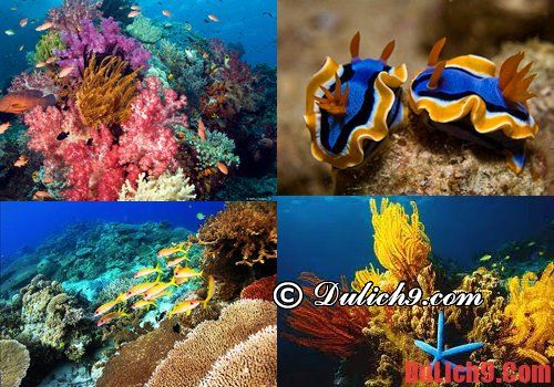 Danh sách điểm lặn biển Philippines đẹp nhất thế giới